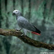 African Grey